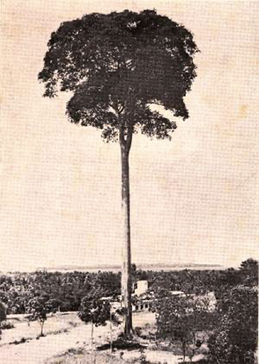Changii tree (considered to be Hopea sangai (1930)